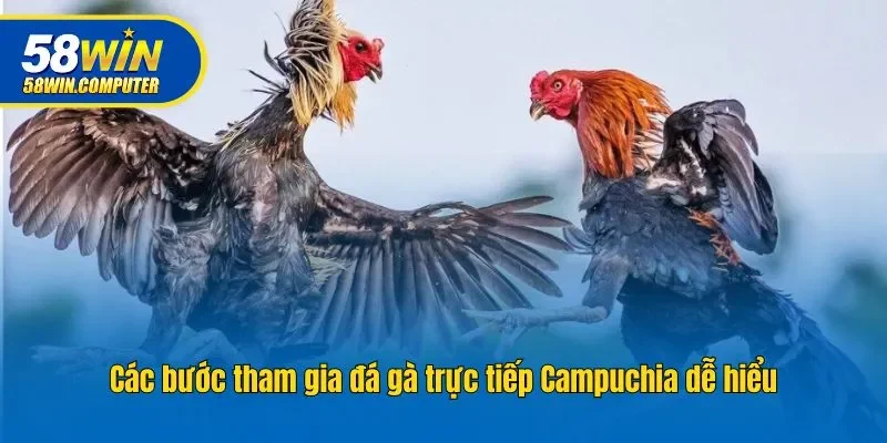 Các bước tham gia đá gà trực tiếp Campuchia dễ hiểu