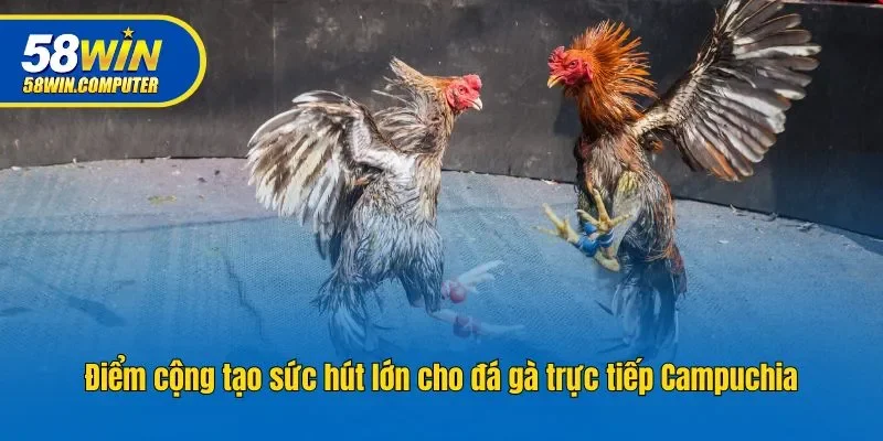 Điểm cộng tạo sức hút lớn cho đá gà trực tiếp Campuchia